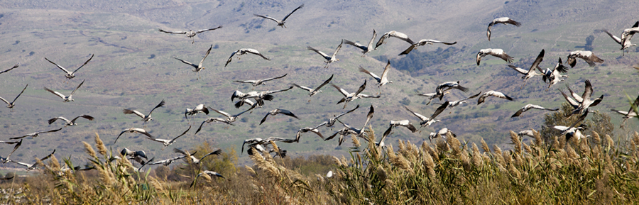 Una postal de ensueño, medio millón de aves volando en los cielos de Israel